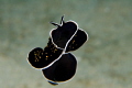   Nikon D7000 60mm diopter shot while swimming towards lens  